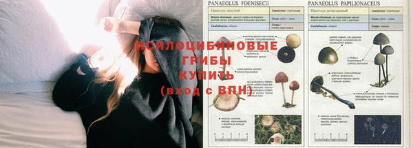PSILOCYBIN Елизово